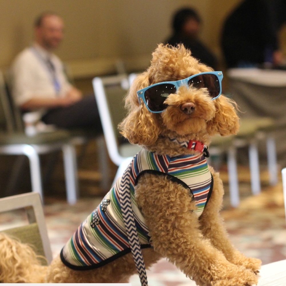 Rocker dog shirt